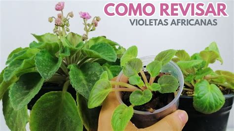 Como Revisar Violetas Africanas Chuyito Jardinero YouTube