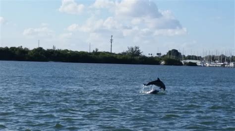 Gallery Indian River Lagoon And Swampland Boat Tours