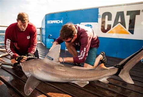 Marine Biology Degrees Texas A M Galveston Tx