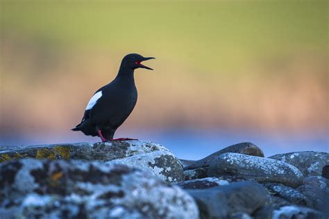 Shetland Seabirds Shetland Photo Tours