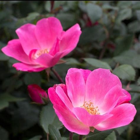 Pink Knockout Rose Bushes for Sale | Garden Goods Direct