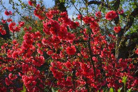 Japanese Quince Shrub Bush Sea Of Free Photo On Pixabay Pixabay