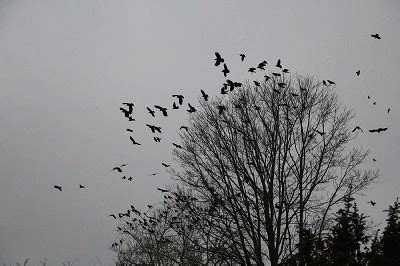 Collective Noun for Crows