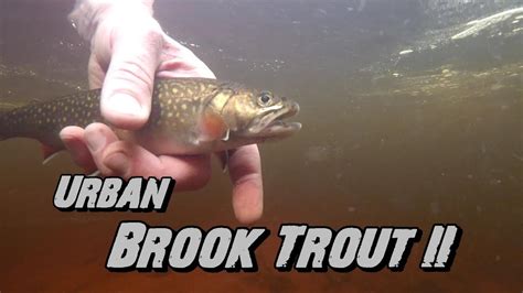 Urban Brook Trout Fishing II New Brunswick Canada 2019 YouTube