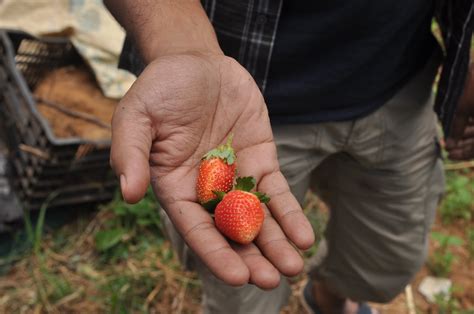 Buy Organic Mahabaleshwar Strawberry Online in Bangalore | Healthy Buddha