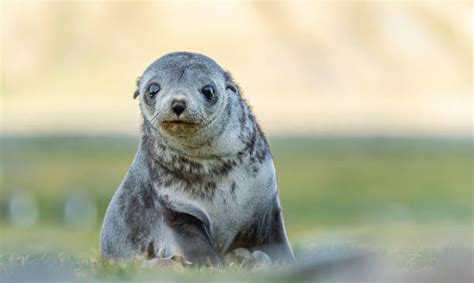 370 Seal Animal Sea Dog Nature Stock Photos Pictures And Royalty Free