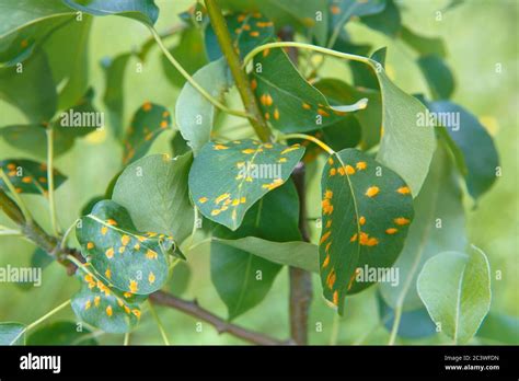 Fungal Leaf Spot Disease High Resolution Stock Photography and Images ...