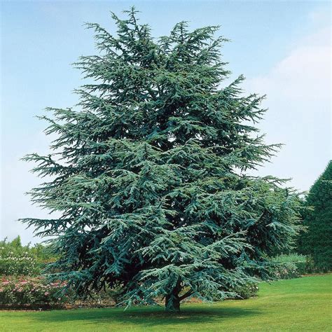 Spring Hill Nurseries 2.50 qt. Pot, Electric Blue Deodora Cedar, Live ... 