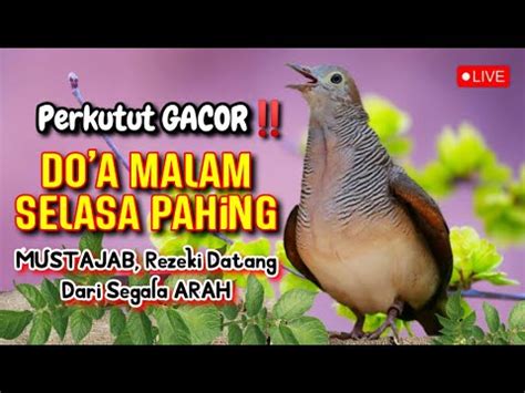 Perkutut Lokal GACOR Suara Merdu Di Iringi DO A Mustajab Malam