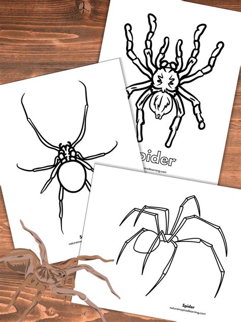 Coloring Pages Of Spiders