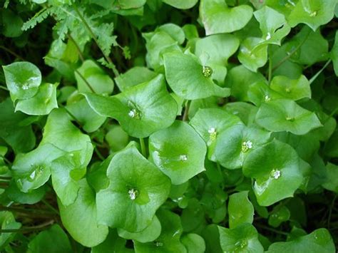 Claytonia Seeds Grow Your Own Winter Purslaneminers Lettuce