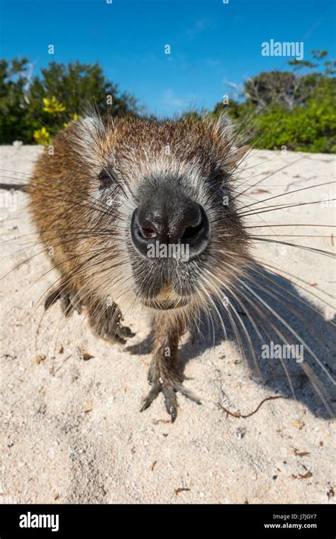 Jutia cuba hi-res stock photography and images - Alamy