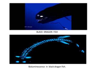 Bioluminescence | PPT