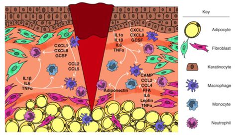 Ijms Free Full Text Dermal Drivers Of Injury Induced Inflammation