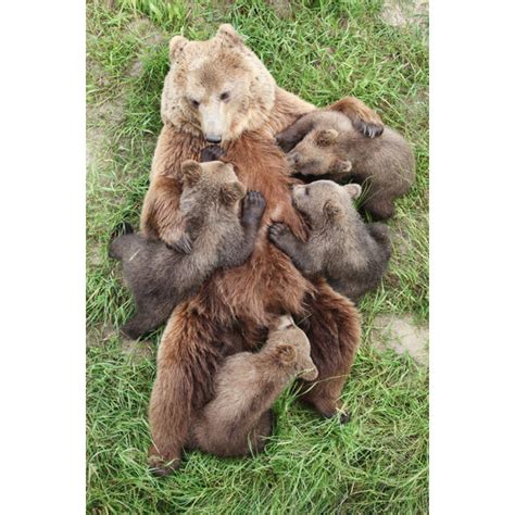 Millwood Pines Brown Bears On Canvas By Ricochet64 Photograph Wayfair