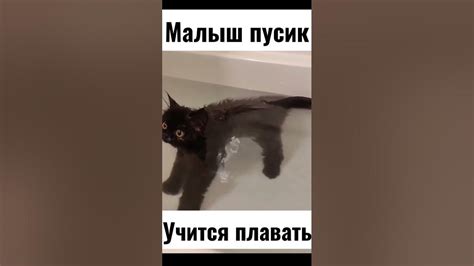 Малыш пусик учится плавать - YouTube