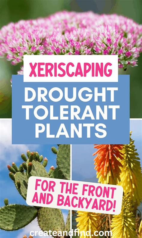 Drought Tolerant Perennials For Zeroscaping Backyard Or Front Yard Porch Plants Rock Garden