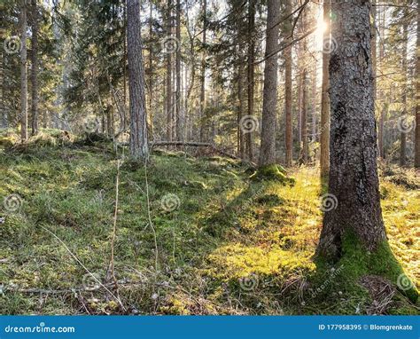 Sunlight Beautiful Green Forest With Pine Trees In Sweden Stock Image