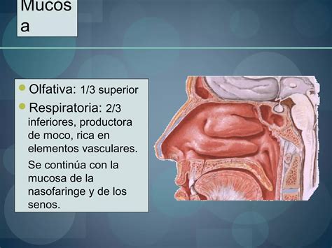 Anatomia De Las Fosas Y Senos Paranasales Otorrinolaringologia Ppt