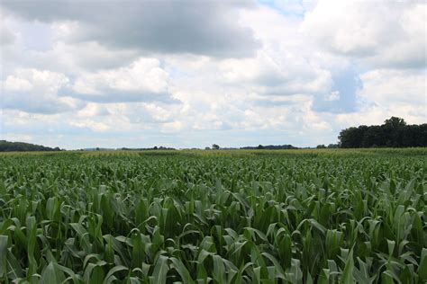 Corn Plots At The Ohio State University Western Agricultural Research