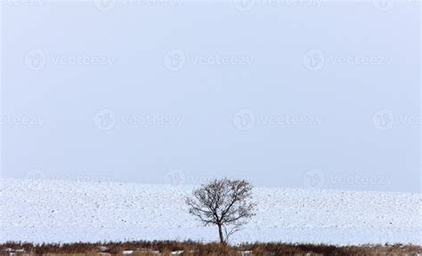 Lone Tree In Winter 5902335 Stock Photo At Vecteezy