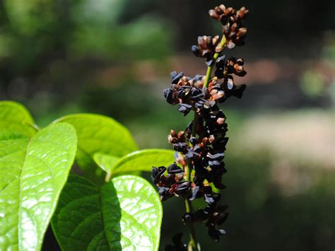 Western Ghats Plants