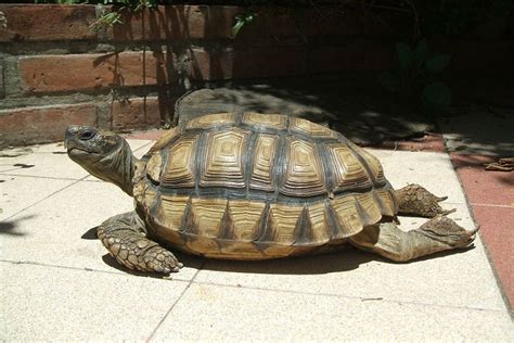 Cuidados De Las Tortugas De Tierra Mascotadictos