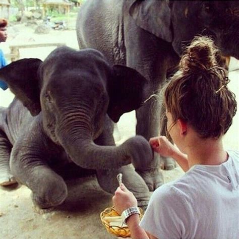 Pin By Roxy Robertson Gay On Lions Tigers And Bears OH My And Everything In Between