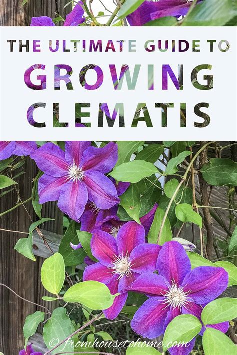 Clematis Vine Care Planting Growing And Pruning Tips