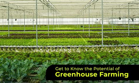 Get To Know The Potential Of Greenhouse Farming Blog