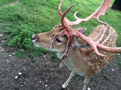 Shedding his Velvet! New antlers grown between 28th April and 20th