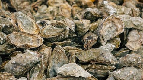 Maryland Built the World's Largest Man-Made Oyster Reef | Mental Floss