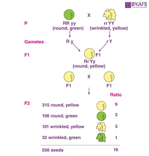 Heredity And Evolution