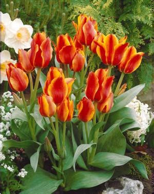 La Tulipe (Tulipa) – Le petit jardinier