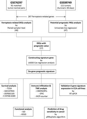 Frontiers Identification And Validation Of A Novel Ferroptosis