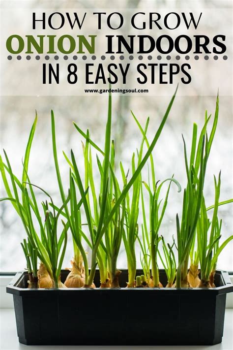 How To Grow Onion Indoors In Easy Steps Growing Onions Planting