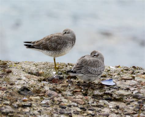 Knot Montrose Basin Species Database