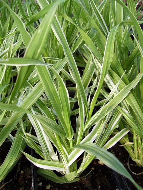 Green And White Variegated Cat Grass Plant 3 Pot