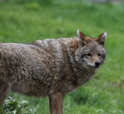 Wolf, Coyote, or Coywolf? New Science On Wolf Hybrids - - The Adirondack Almanack