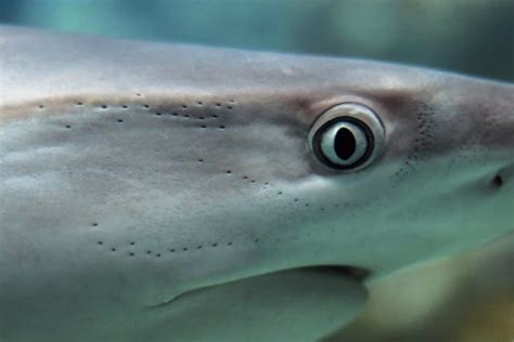 フリー写真画像 捕食者の魚、野生動物、水、サメ、水中、自然