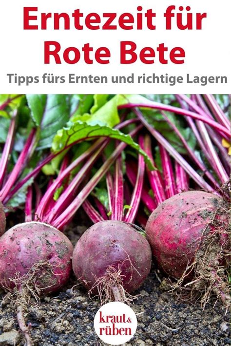 Rote Bete Ernten Und Und Richtig Lagern Rote Bete Rote Bete Rezepte