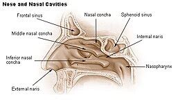 Nasal concha - Wikipedia