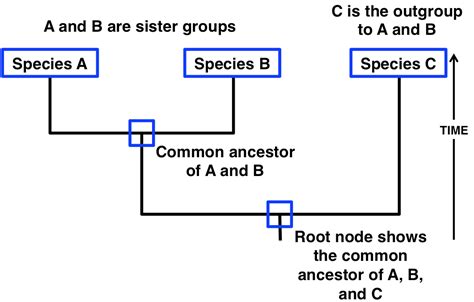 Tree Thinking The Biology Of Sex And Death Bio 1220