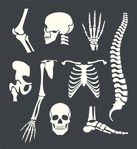 Royalty Free Human Bone Clip Art, Vector Images & Illustrations - iStock