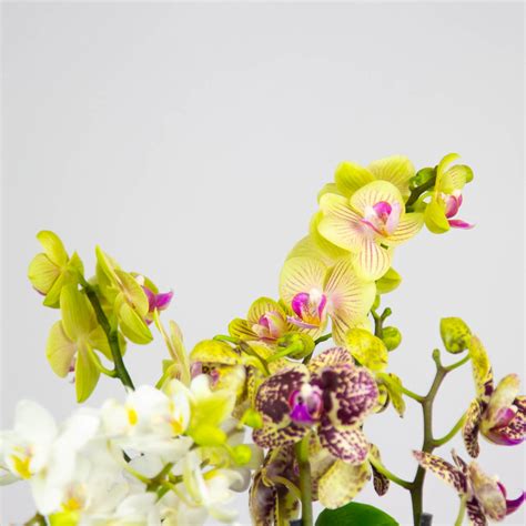 Мини Орхидея купить в интернет-магазине