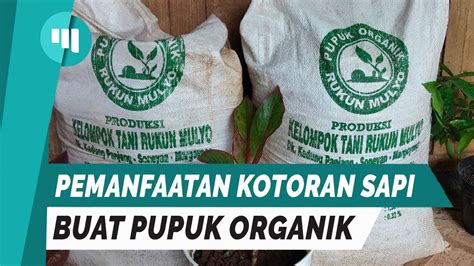 Manfaatkan Kotoran Sapi Poktan Rukun Mulyo Buat Pupuk Organik YouTube