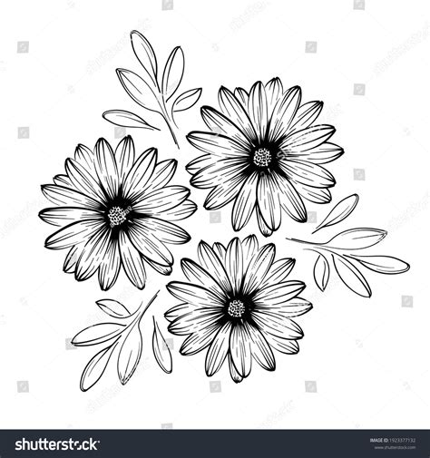 Aster Flowers Line Art Style Black Stock Vector Royalty Free