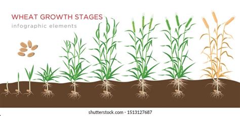 784 Wheat growth stages Images, Stock Photos & Vectors | Shutterstock