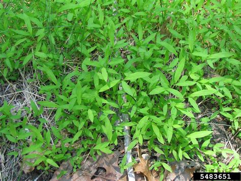 Japanese Stiltgrass Microstegium Vimineum Trin A Camus