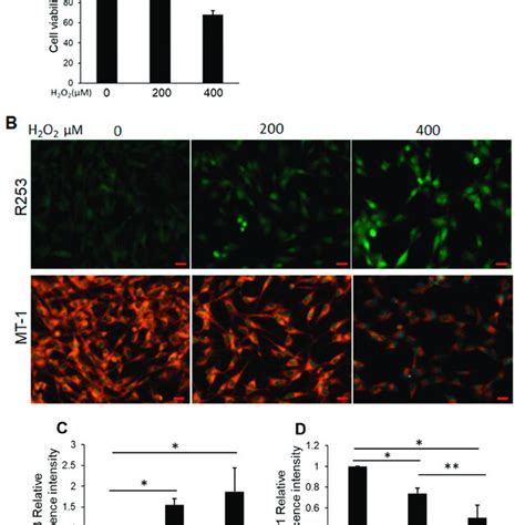 A Cell Viability Of H2o2 Treated Bag 1 Overexpressing Np Cells Cells